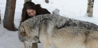A maravilhosa amizade entre lobos e seres humanos
