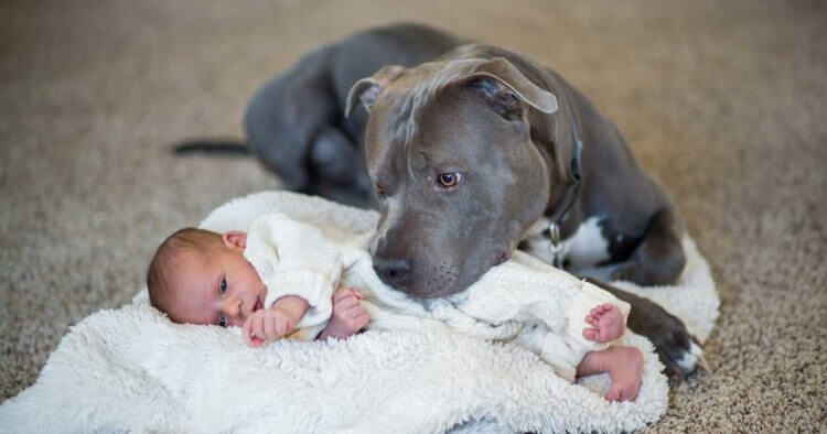 inspiringlife.pt - A "perigosa" ternura dos cachorros de raça Pit Bull