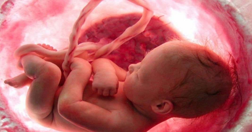 A vida no útero – um vídeo emocionante que mostra os 9 meses de gestação