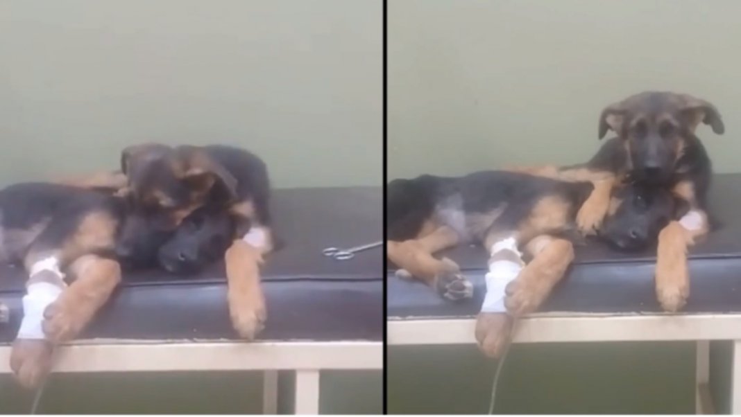 Cachorro bebé conforta a irmã doente no veterinário