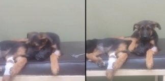 Cachorro bebé conforta a irmã doente no veterinário