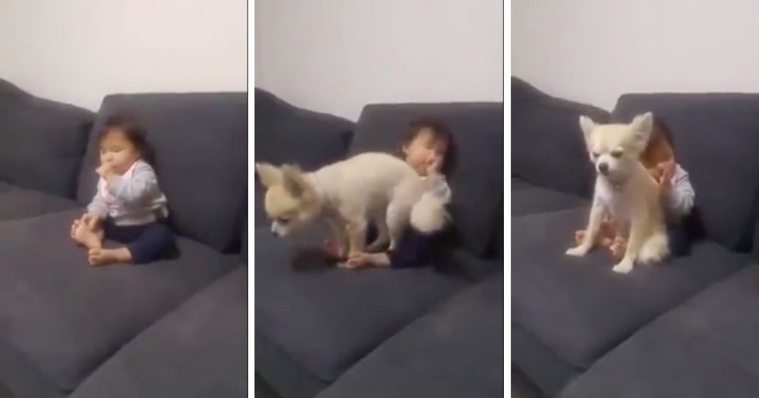 Cachorro transforma-se num herói ao salvar bebé que estava prestes a cair do sofá