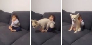 Cachorro transforma-se num herói ao salvar bebé que estava prestes a cair do sofá