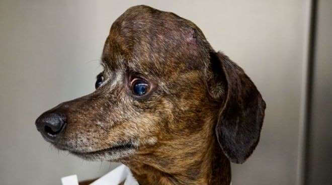 inspiringlife.pt - Cachorro com tumor recebe prótese em 3D de parte do crânio