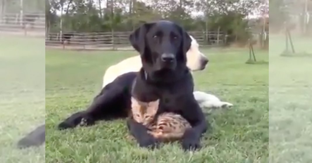 Cachorro e gatinho num momento de puro amor