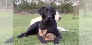 Cachorro e gatinho num momento de puro amor