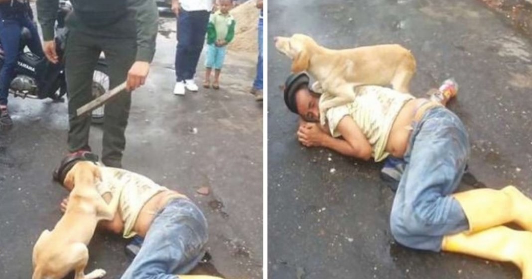 Cachorro protege dono bêbado que se deitou no meio da rua