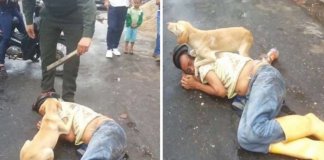 Cachorro protege dono bêbado que se deitou no meio da rua