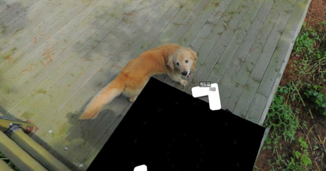 Cachorro segue carro da Google e acaba por aparecer em todas as fotografias