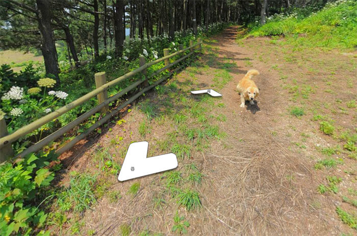 inspiringlife.pt - Cachorro segue carro da Google e acaba por aparecer em todas as fotografias