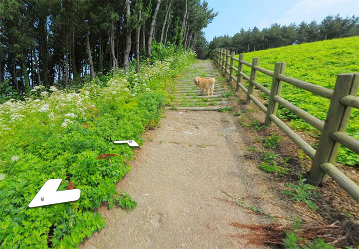 inspiringlife.pt - Cachorro segue carro da Google e acaba por aparecer em todas as fotografias