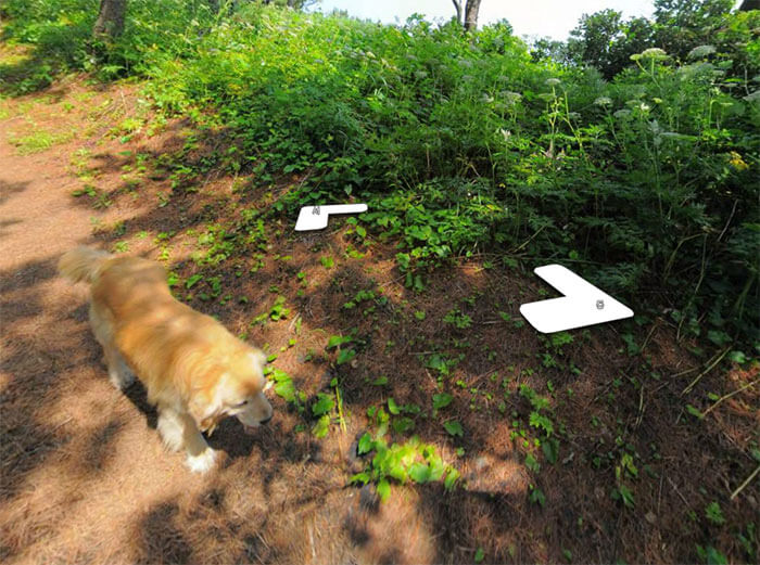 inspiringlife.pt - Cachorro segue carro da Google e acaba por aparecer em todas as fotografias