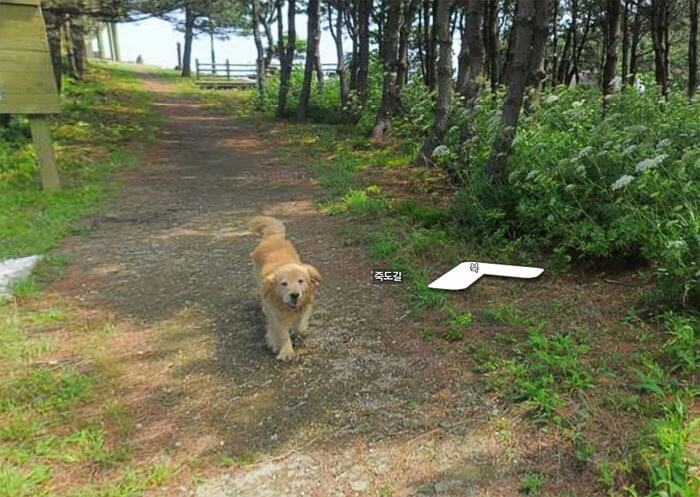 inspiringlife.pt - Cachorro segue carro da Google e acaba por aparecer em todas as fotografias