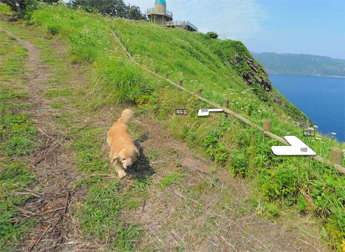 inspiringlife.pt - Cachorro segue carro da Google e acaba por aparecer em todas as fotografias