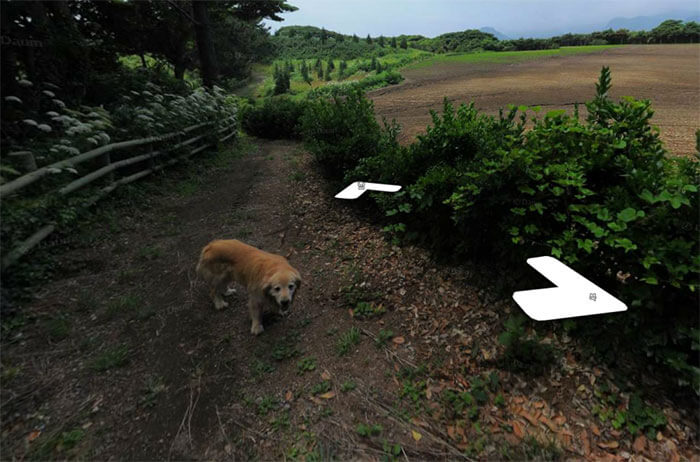 inspiringlife.pt - Cachorro segue carro da Google e acaba por aparecer em todas as fotografias