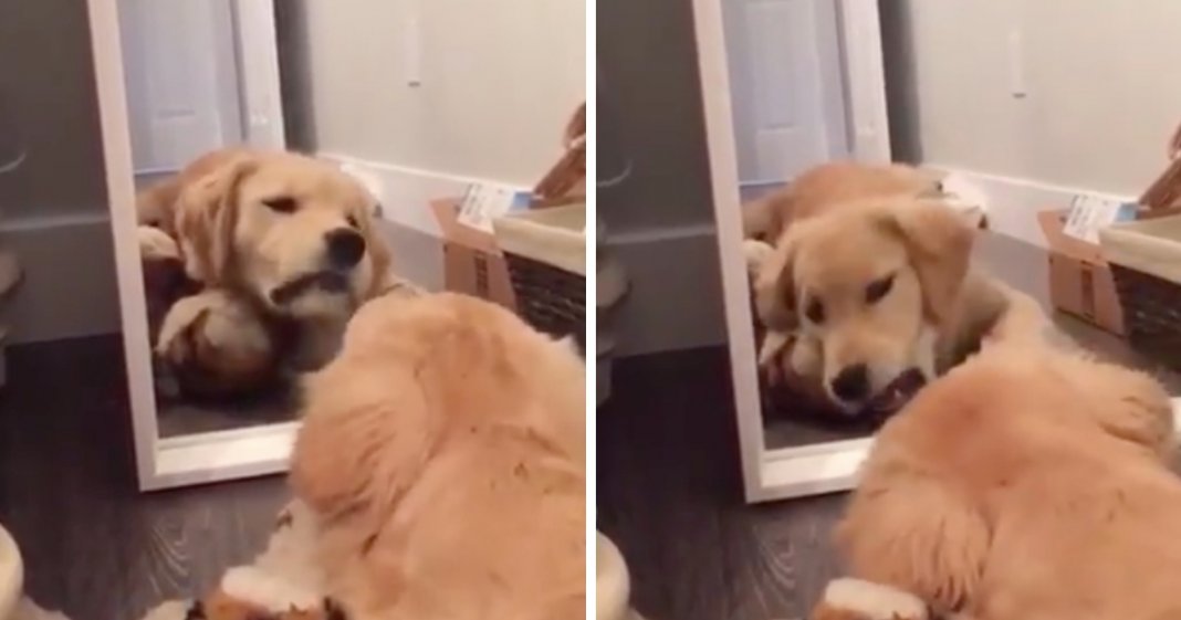 Cachorro tem conversa “séria” com espelho