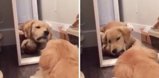Cachorro tem conversa “séria” com espelho