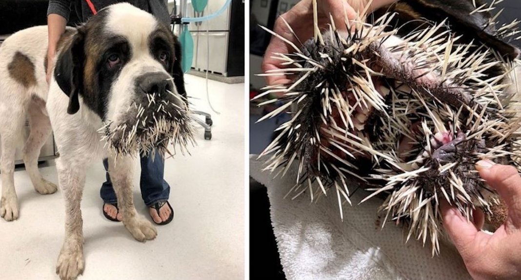 Cachorro tenta fazer amizade com porco-espinho e acaba por se lamentar profundamente