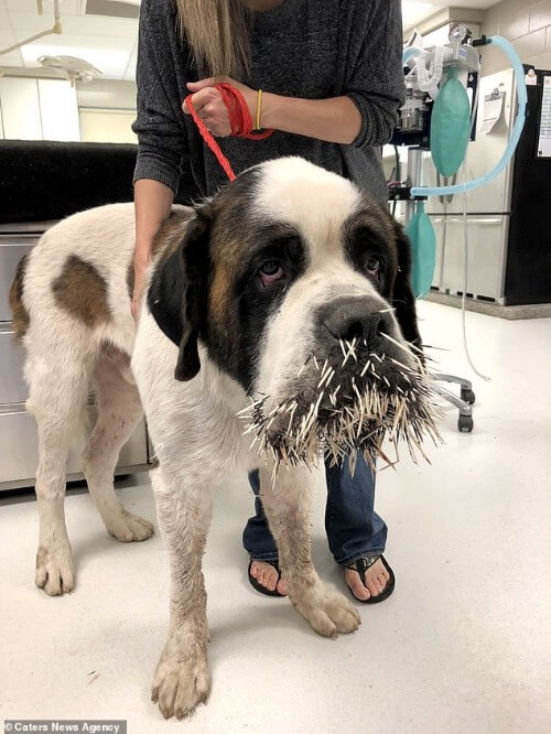 inspiringlife.pt - Cachorro tenta fazer amizade com porco-espinho e acaba por se lamentar profundamente