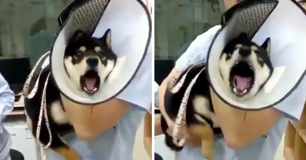 Cachorro tem reacção dramática (e absolutamente hilariante) ao levar duas vacinas