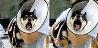 Cachorro tem reacção dramática (e absolutamente hilariante) ao levar duas vacinas