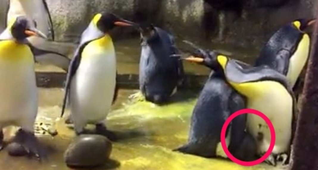 Casal de pinguins homossexuais tenta raptar bebé deixado por pais