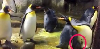 Casal de pinguins homossexuais tenta raptar bebé deixado por pais