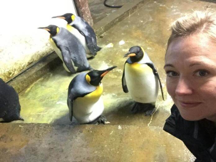 inspiringlife.pt - Casal de pinguins homossexuais tenta raptar bebé deixado por pais