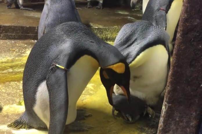 inspiringlife.pt - Casal de pinguins homossexuais tenta raptar bebé deixado por pais