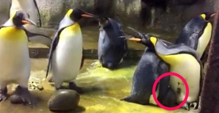 inspiringlife.pt - Casal de pinguins homossexuais tenta raptar bebé deixado por pais