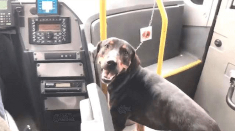 inspiringlife.pt - Motorista de &ocirc;nibus parou para resgatar c&atilde;o e os passageiros aplaudem