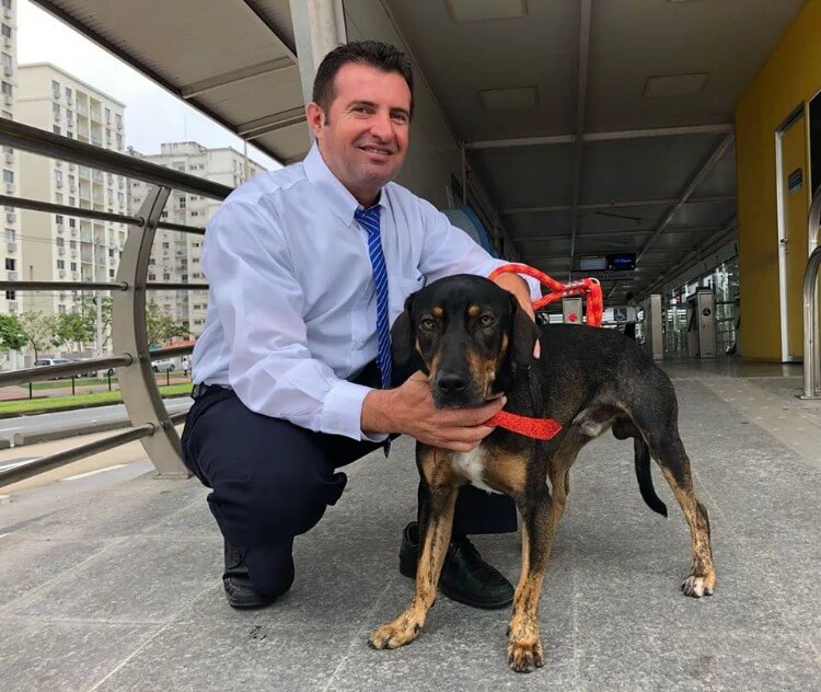 inspiringlife.pt - Motorista de ônibus parou para resgatar cão e os passageiros aplaudem