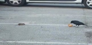 Corvo partilha comida com um rato esfomeado
