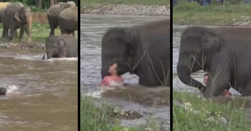 Elefante bebé salva homem que pensava que se estava a afogar