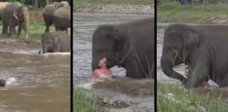 Elefante bebé salva homem que pensava que se estava a afogar