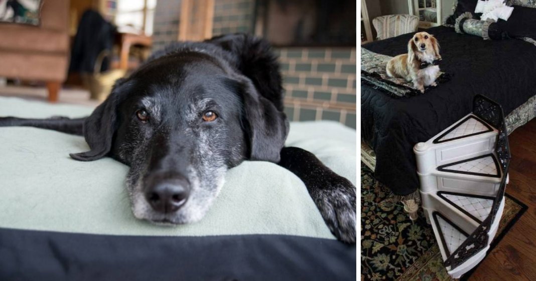 Escadinha ajuda os cachorros a subirem para a cama dos seus donos