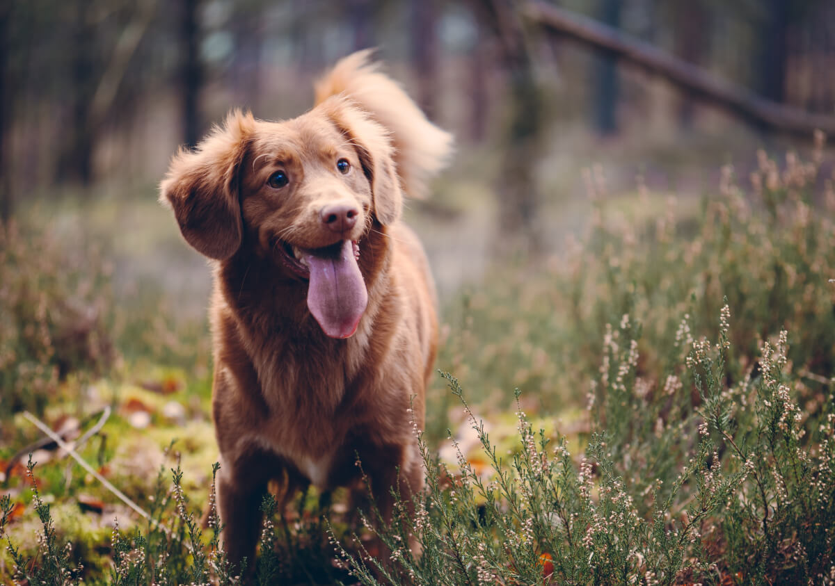 inspiringlife.pt - Estudo confirma que os cachorros conseguem sentir se uma pessoa é má