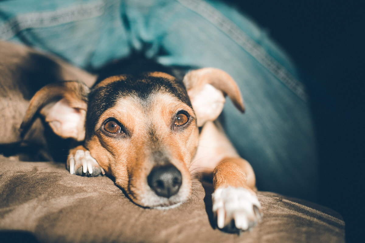 inspiringlife.pt - Estudo confirma que os cachorros conseguem sentir se uma pessoa é má