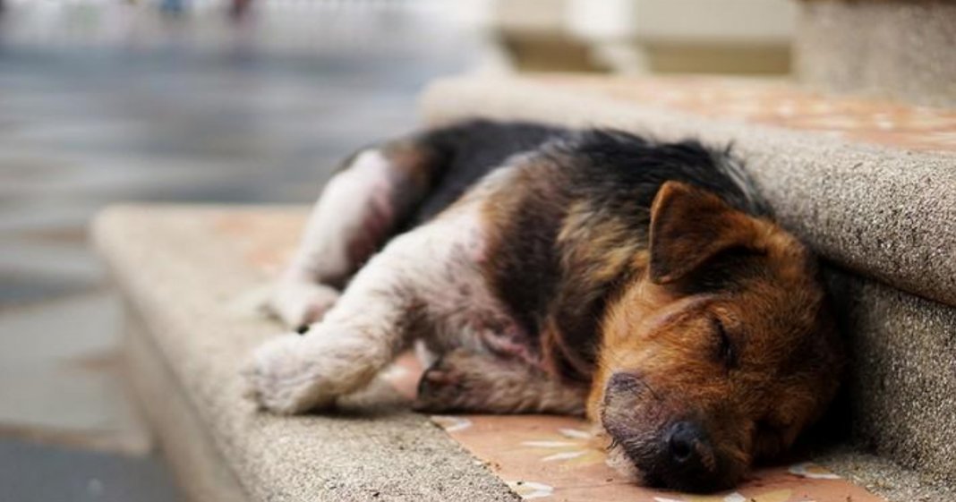 Holanda torna-se no primeiro país sem cachorros abandonados