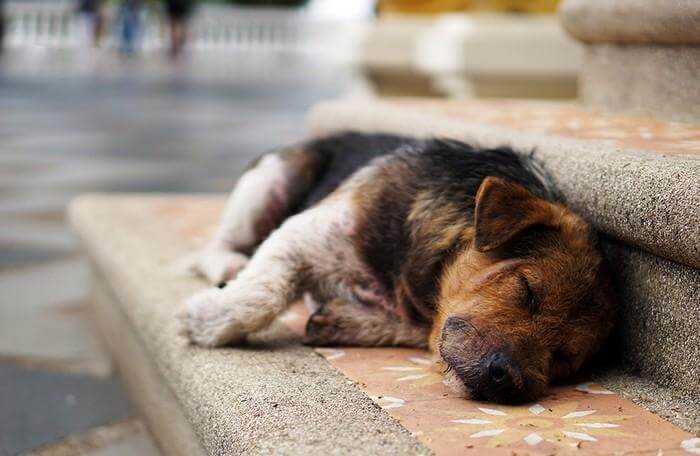 inspiringlife.pt - Holanda torna-se no primeiro país sem cachorros abandonados