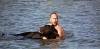 Homem salva urso de 180 kg de se afogar