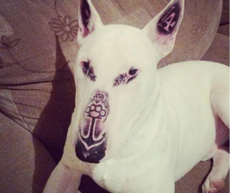 homem-tatua-cadela-e-enfurece-as-redes-sociais1
