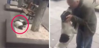 Idoso reencontra cachorro perdido há 3 anos e emociona o Mundo