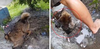 Mãe heróica salva os seus quatro filhotes de se afogarem no seu esconderijo