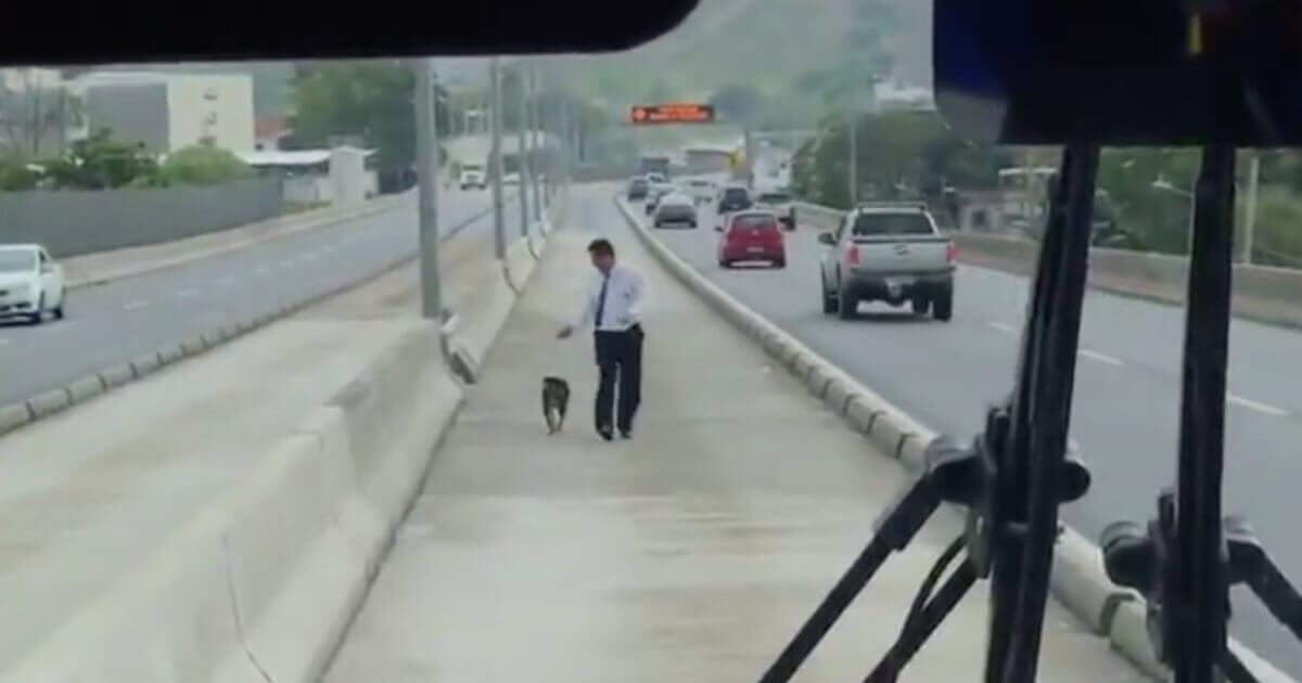 motorista-de-autocarro-para-para-resgatar-cachorro-que-estava-prestes-a-ser-atropelado
