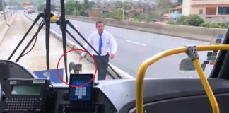 Motorista de ônibus parou para resgatar cão e os passageiros aplaudem