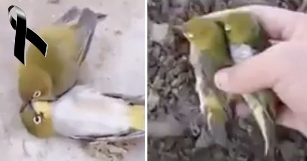 Pássaro deixa-se morrer após perder a sua companheira de vida