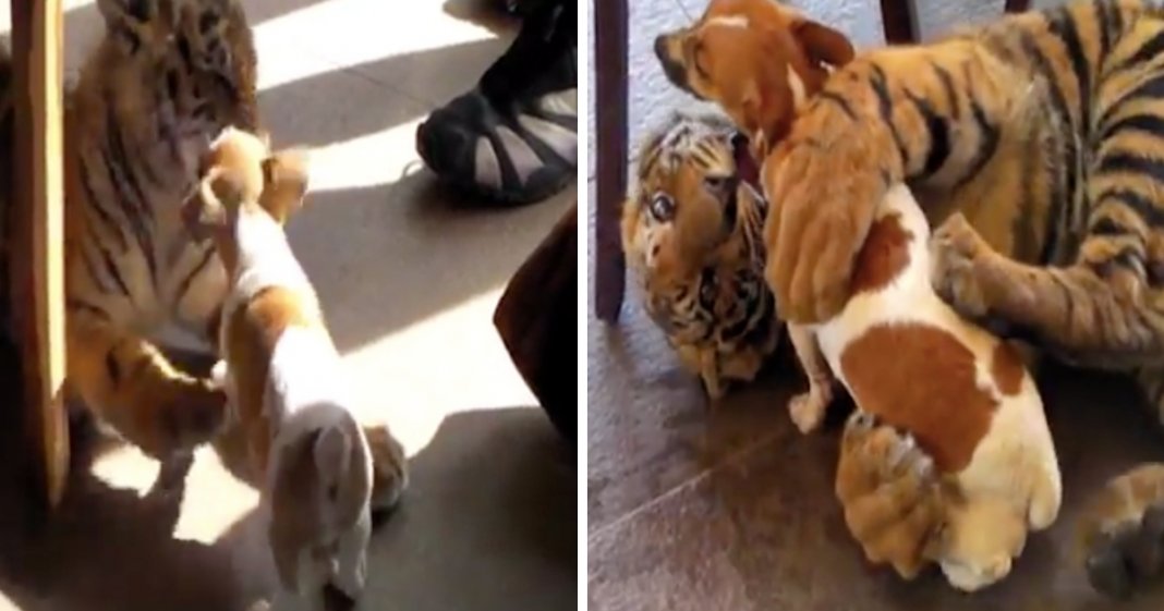 Tigre-siberiano e cachorro são os melhores amigos