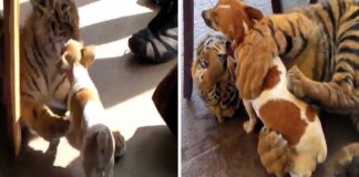 Tigre-siberiano e cachorro são os melhores amigos