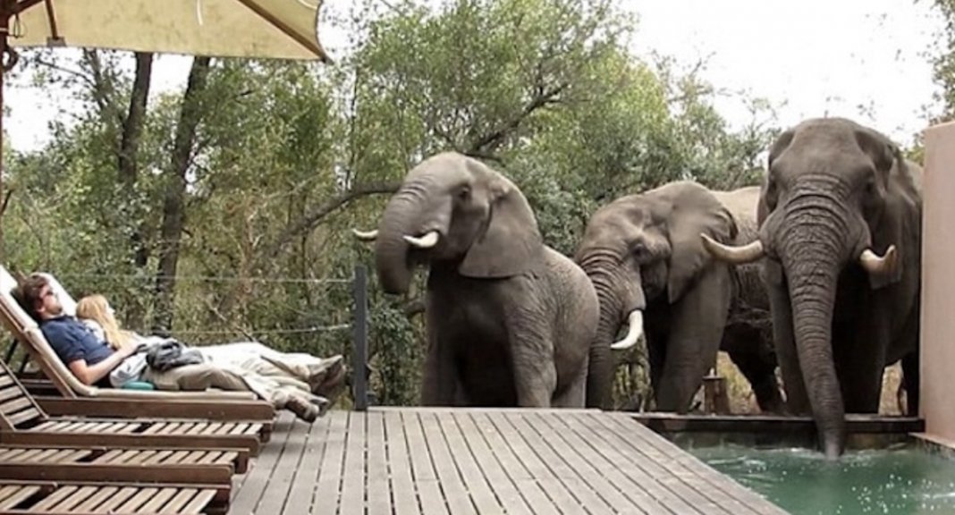 Três elefantes fazem paragem surpresa em hotel para se refrescarem em piscina